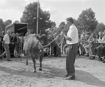 885081 Afbeelding van een Limousin-rund op een buitenterrein tijdens de 54e Vee- en Paardendagen in de Veemarkthallen ...